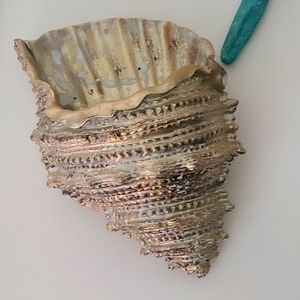 Golden wall shell